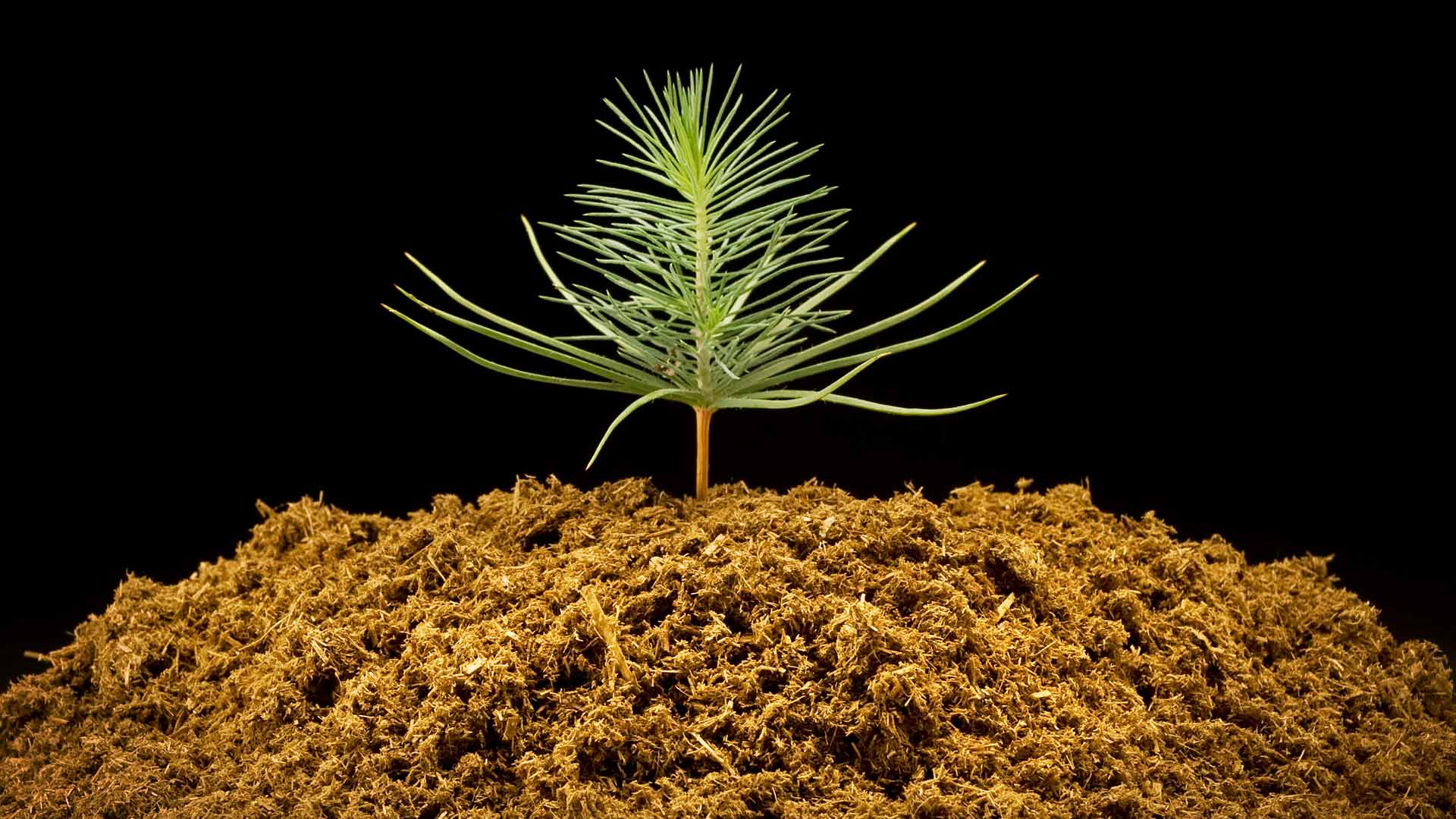 small pine seedling in pile of peat