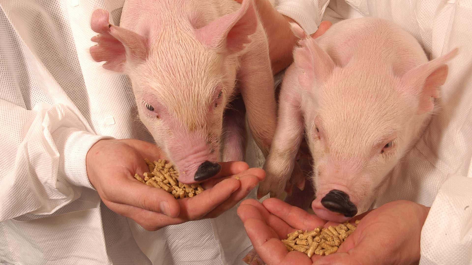 piglets eating food from scientists hands