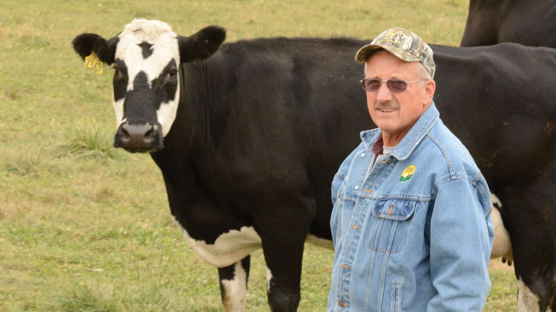farmer standing near a cow