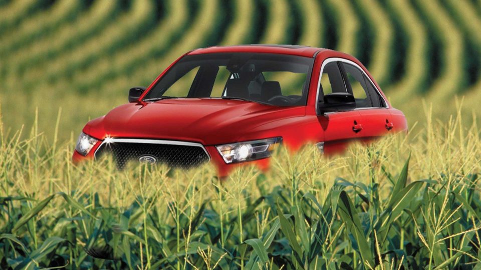 red car in the middle of a corn field