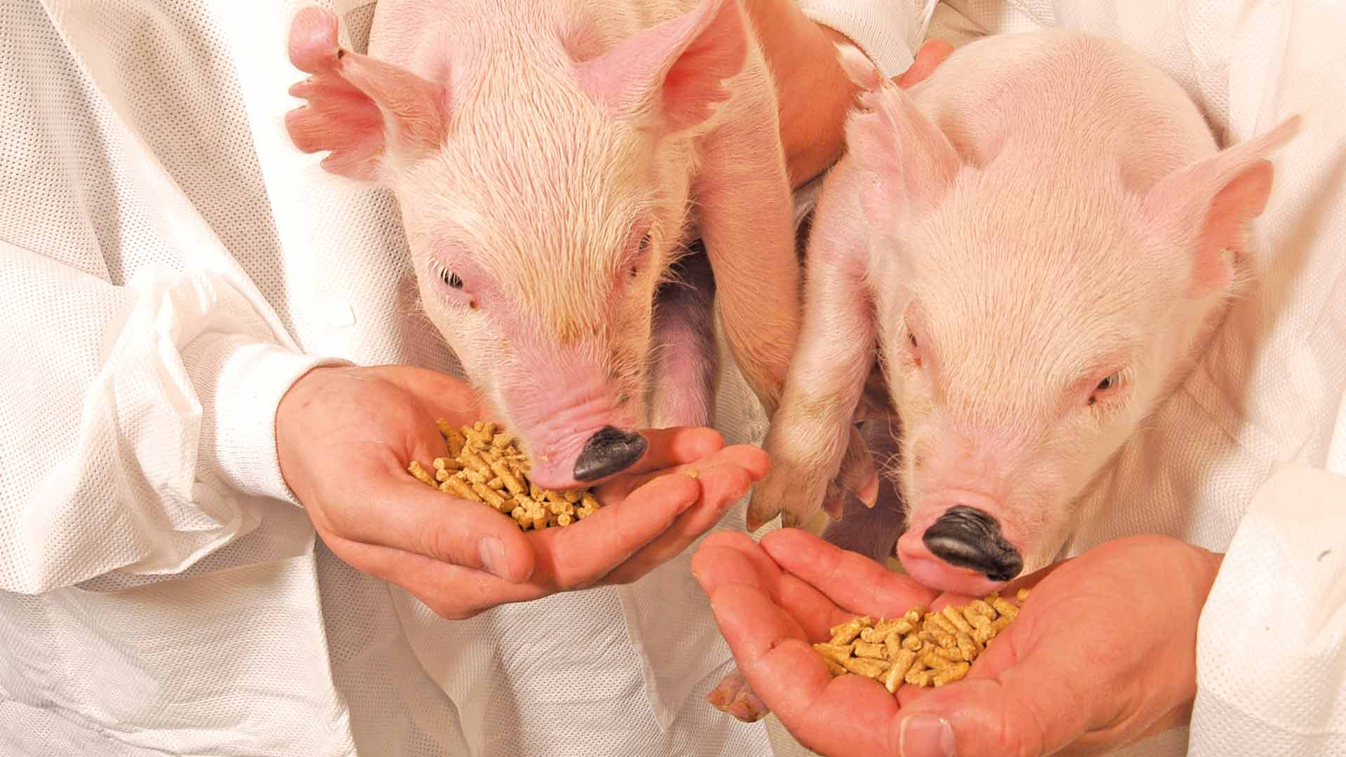 Two piglets eating feed from scientist hand