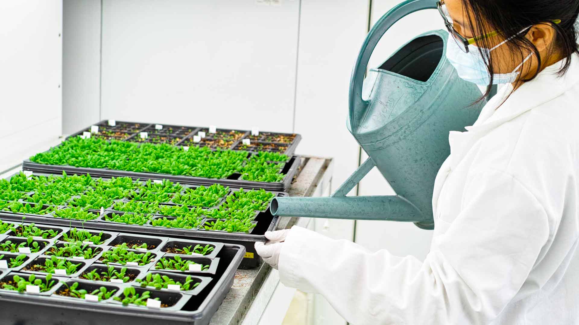 scientist watering seedlings