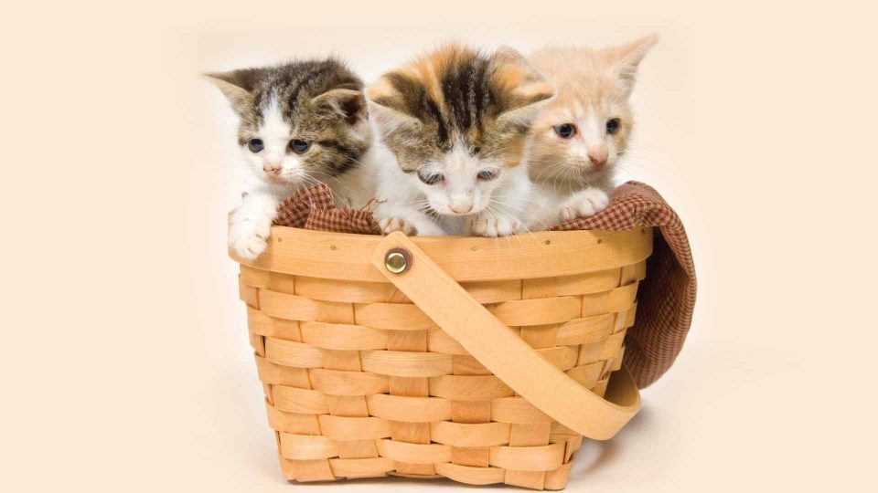 three kittens inside a basket