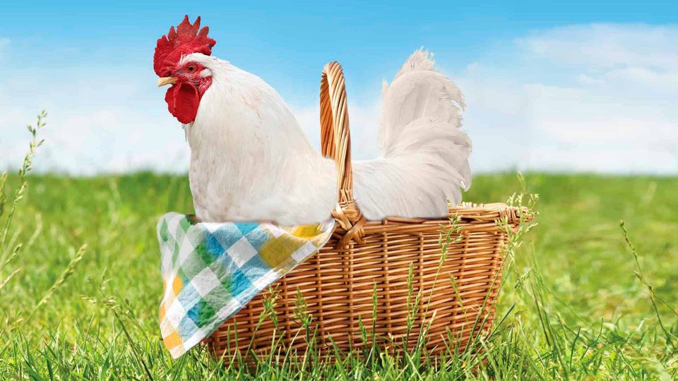 Chicken sitting in a straw basket with colorful bandana