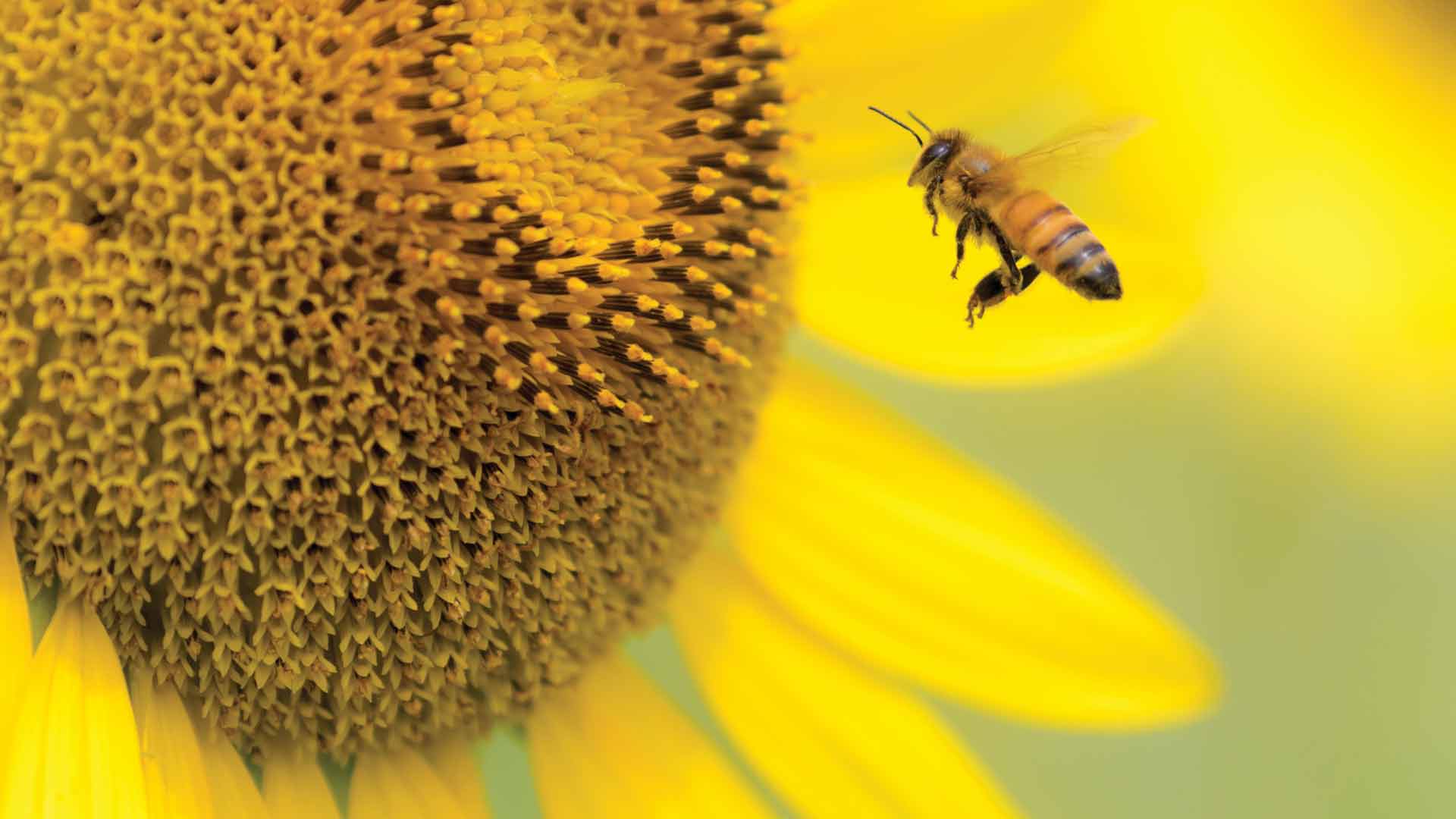a bee approaching a sunflower