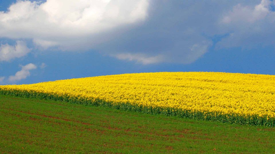 yellow-field-blue-sky