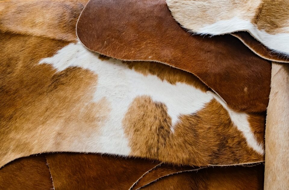 Photo of cow hides