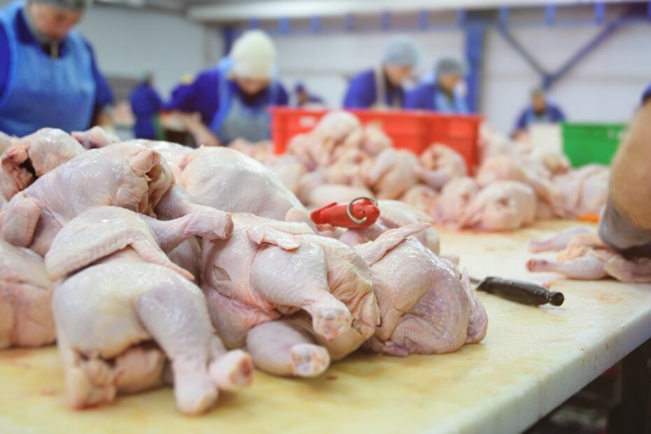 Photo of chicken being processed.