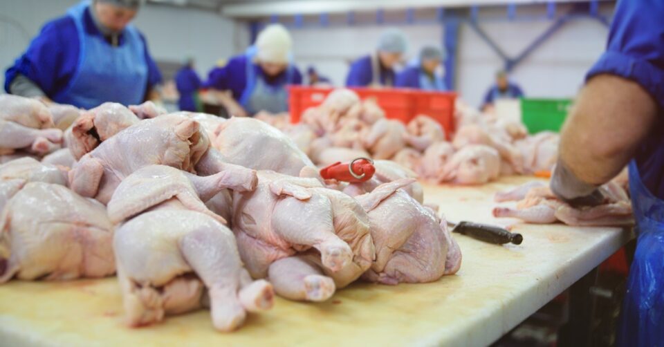 Photo of chicken being processed.