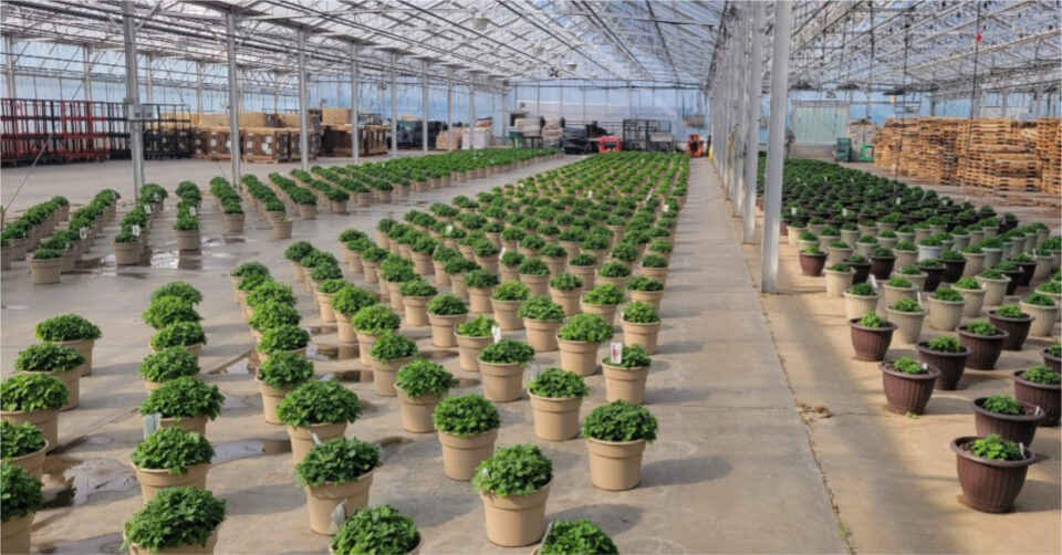 Pots of soybean plants neatly organized in clean grow house