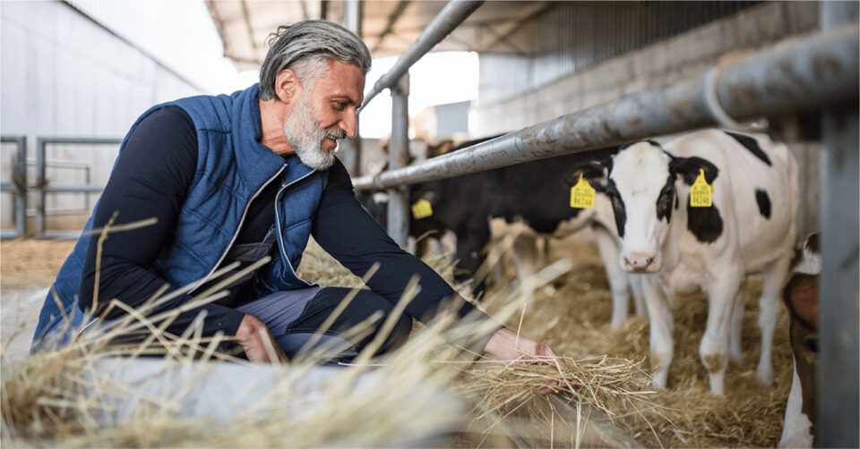 Farmer kneeling to spread straw for calves in a barn